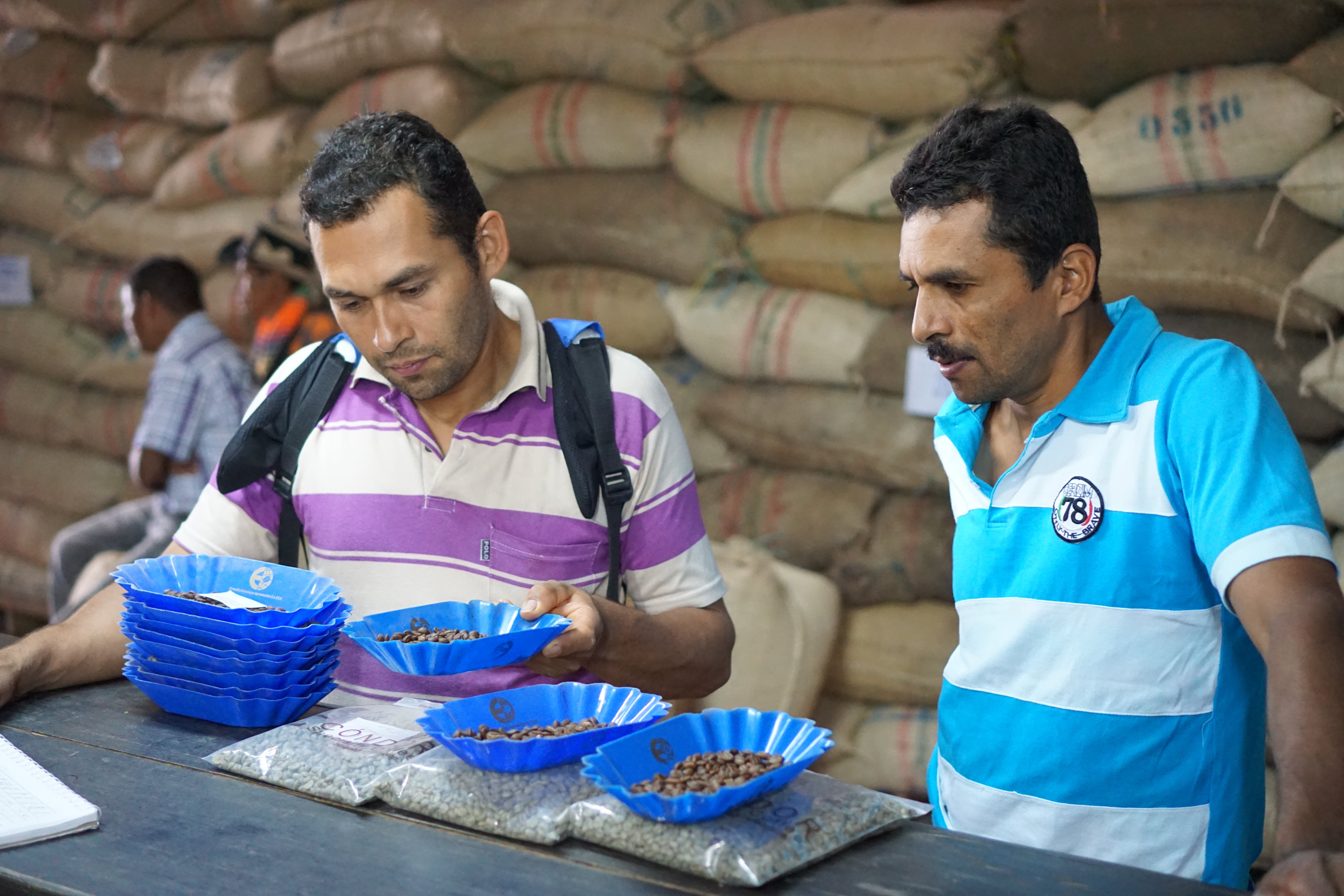 Two men looking at roasted coffee samples on a table, standing in front of a wall of stacked coffee sacks.