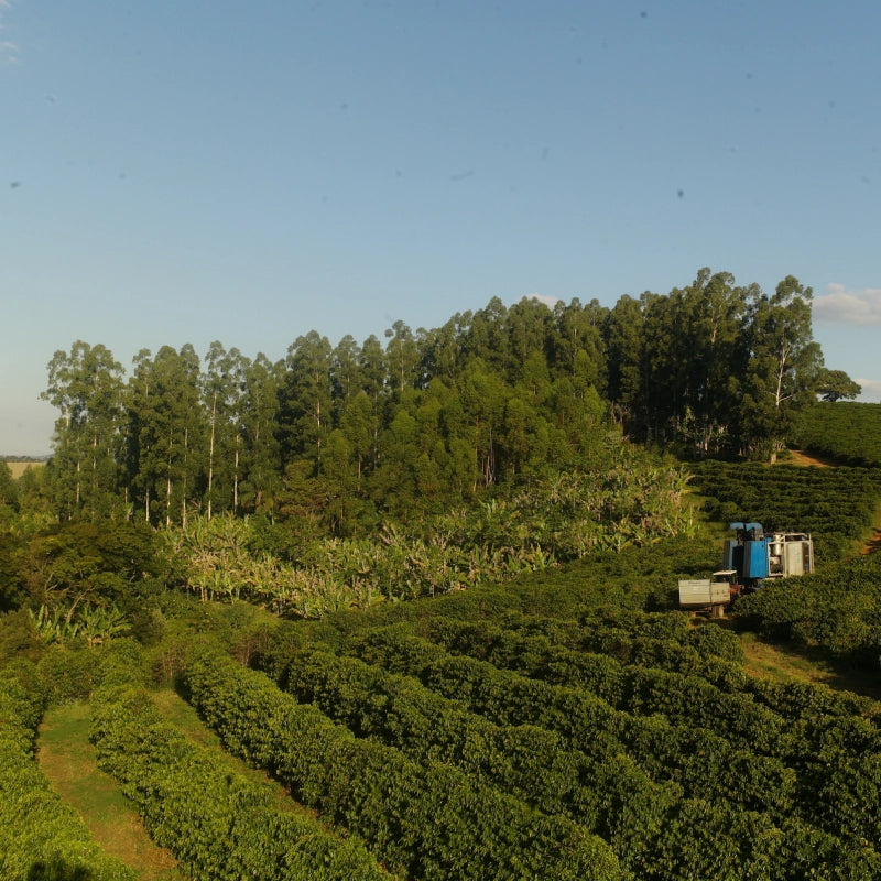 A view of the agroforestry speciality coffee project at Fazenda do Lobo in Brazil
