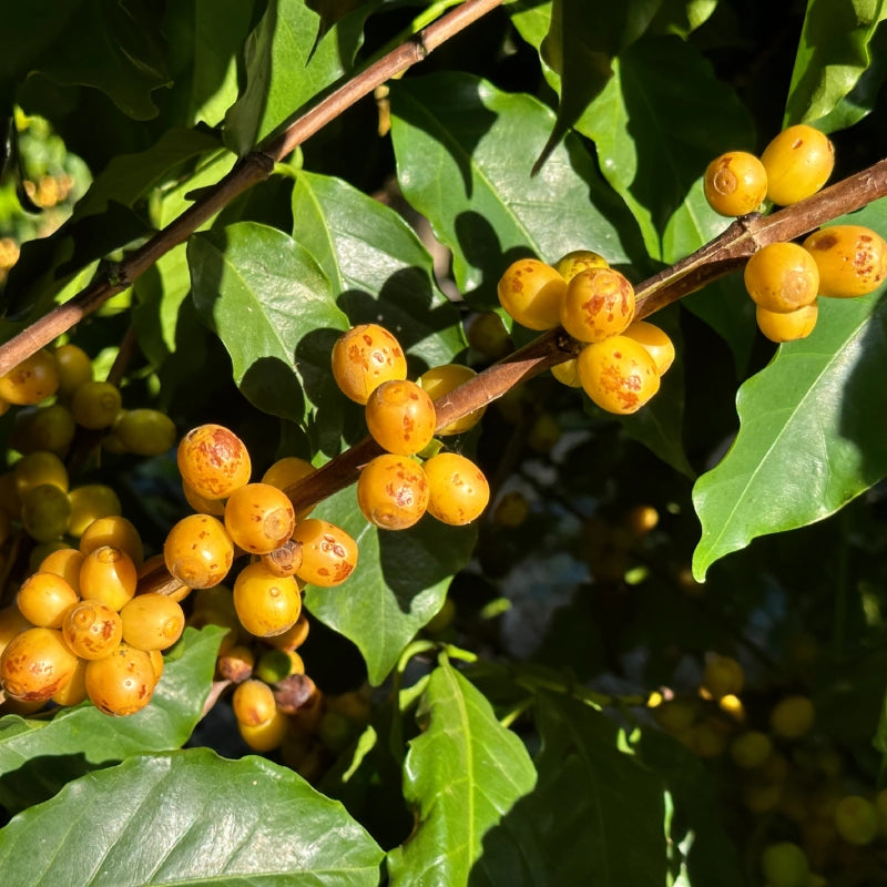 Arara variety coffee beans on the Fazenda do Lobo speciality coffee farm in Brazil