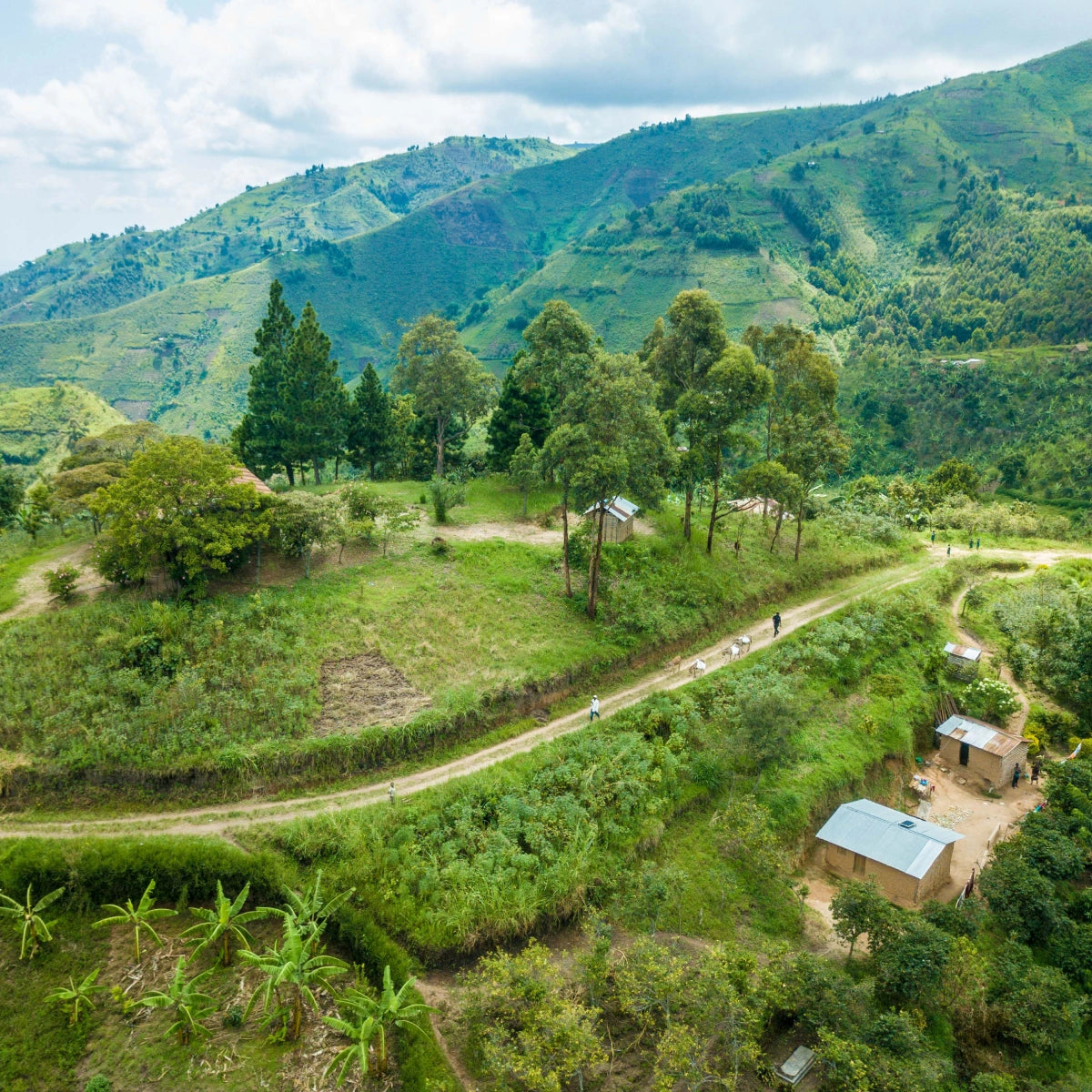 The mountain road leading to the village of Kalingwe in Uganda.