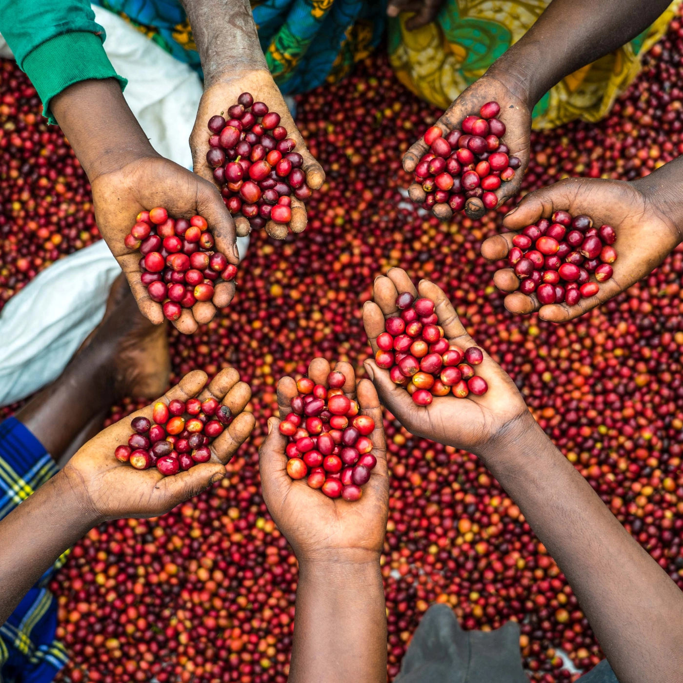 Several hands displaying ripe red specialty coffee cherries that eventually become Uganda Kalingwe AA by Glen Lyon Coffee Roasters