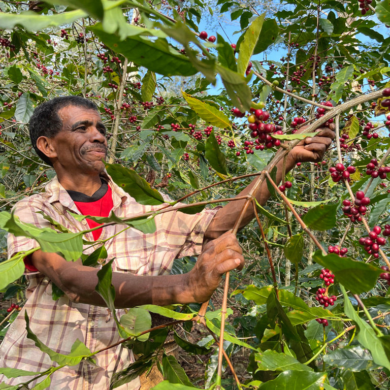 A coffee farmer in Rotutu, East Timor, picks coffee from coffee trees