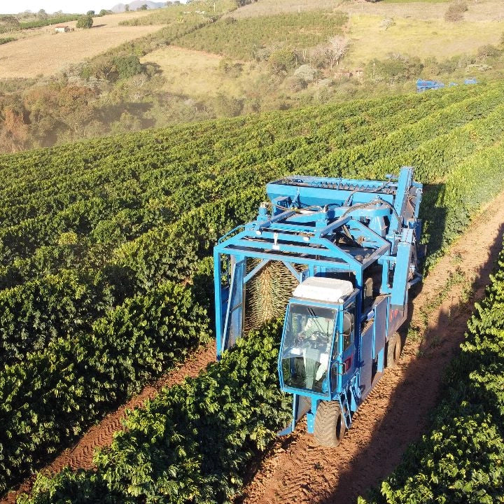 A harvesting machine drives between rows of coffee trees at Fazenda Terra Nova in Brazil