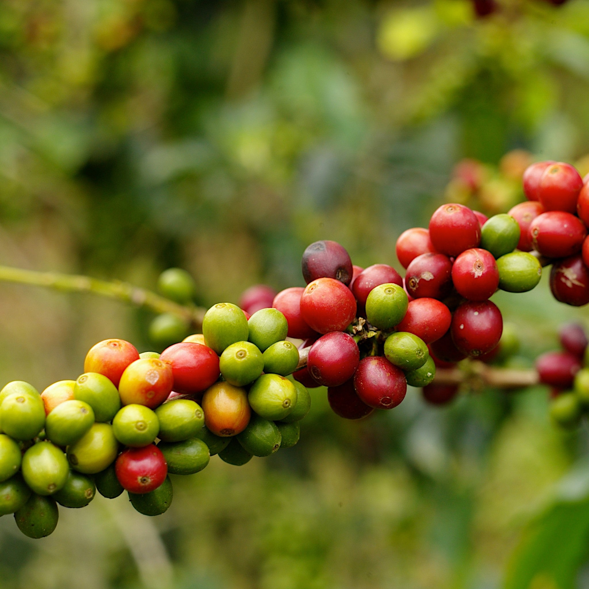 Close up image showing ripe speciality coffee cherries on a branch