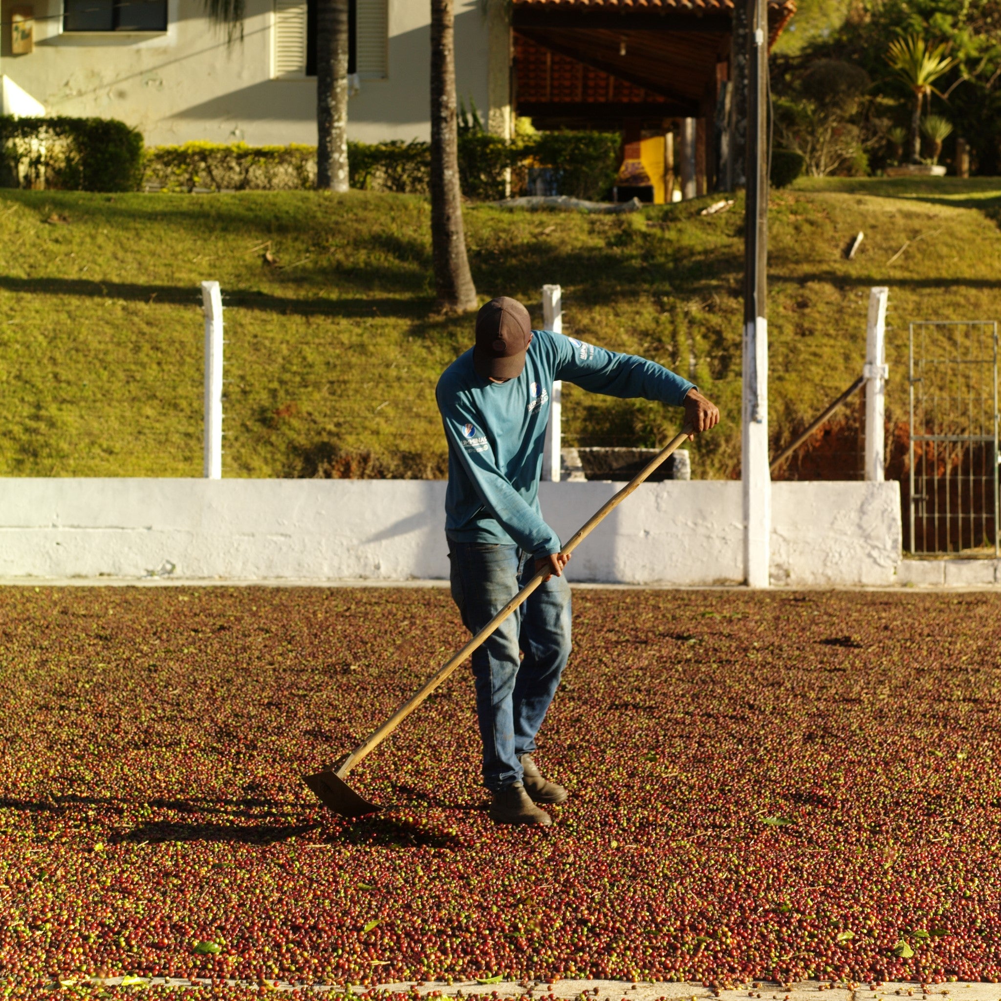 A worker uses a tool to spread speciality coffee drying in the sun on a patio at the Fazenda do Lobo farm in Brazil