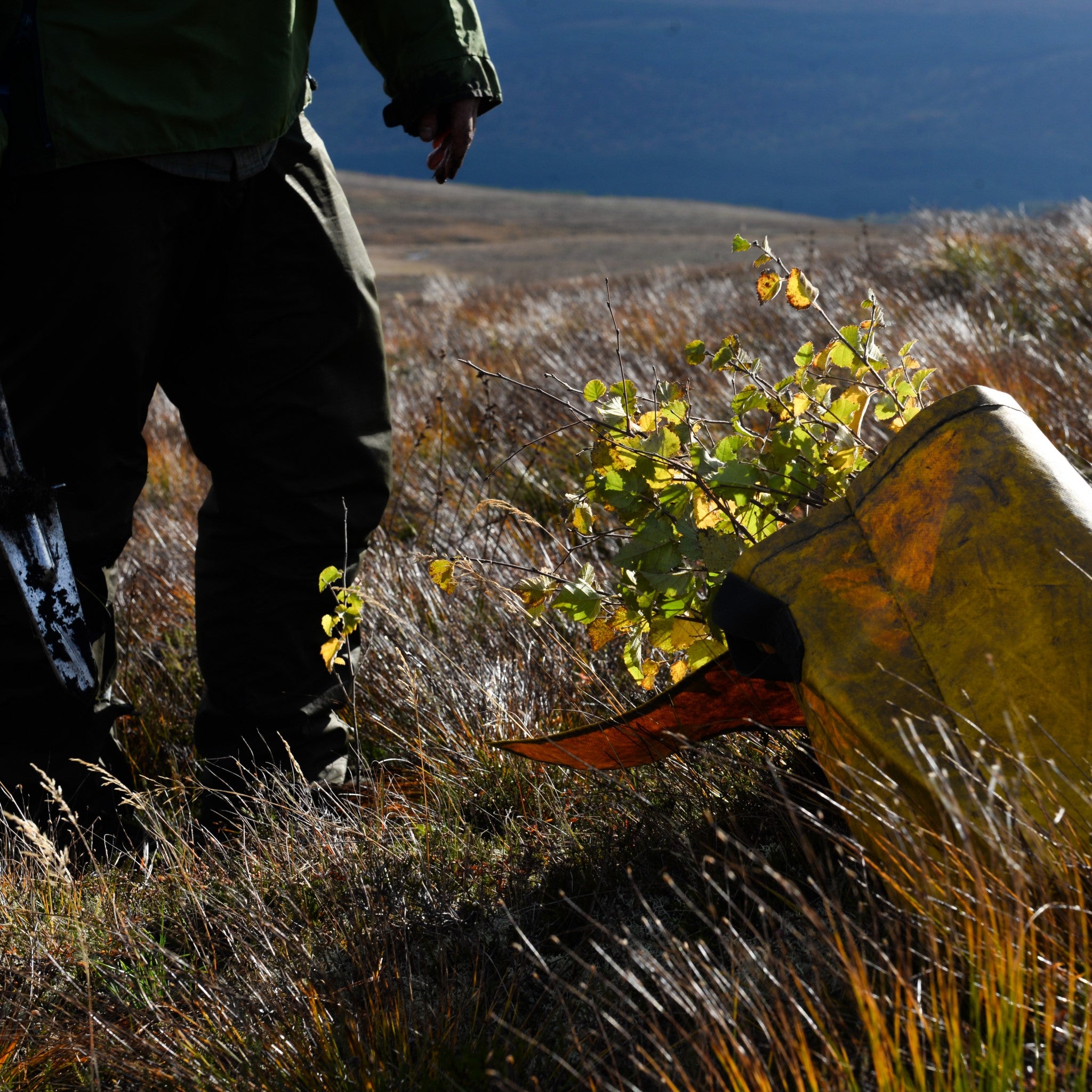 Closeup of a bag full of tree saplings in the grass 