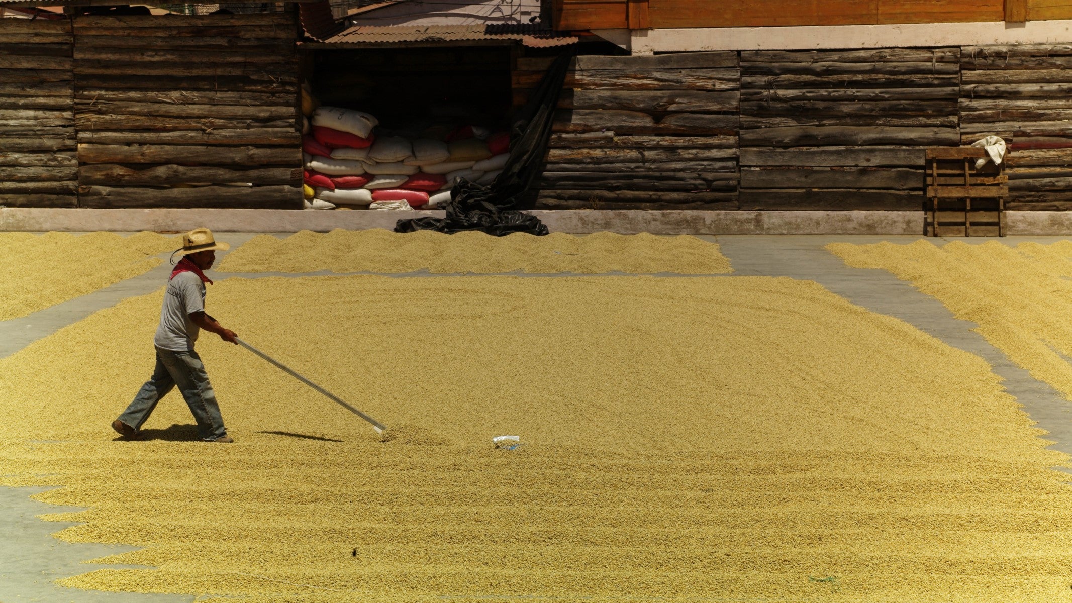 Long shot of a worker using a tool to spread speciality green coffee drying on a patio in the sun