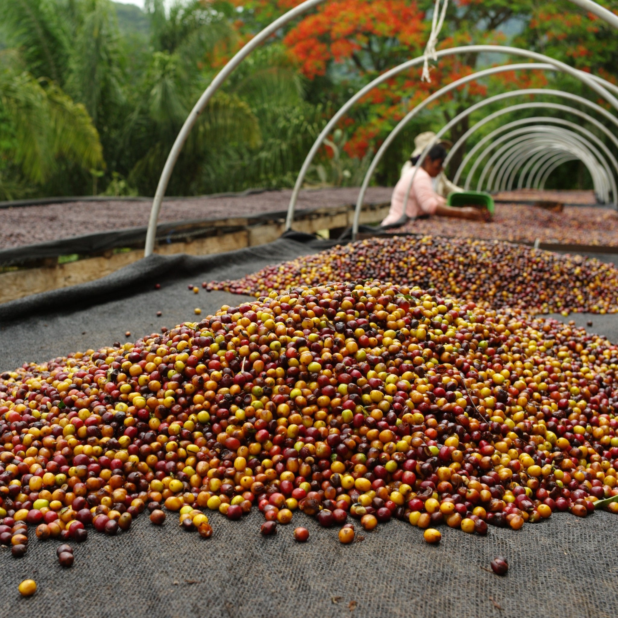 Freshly picked ripe speciality coffee cherries piled on raised beds ready to be sorted