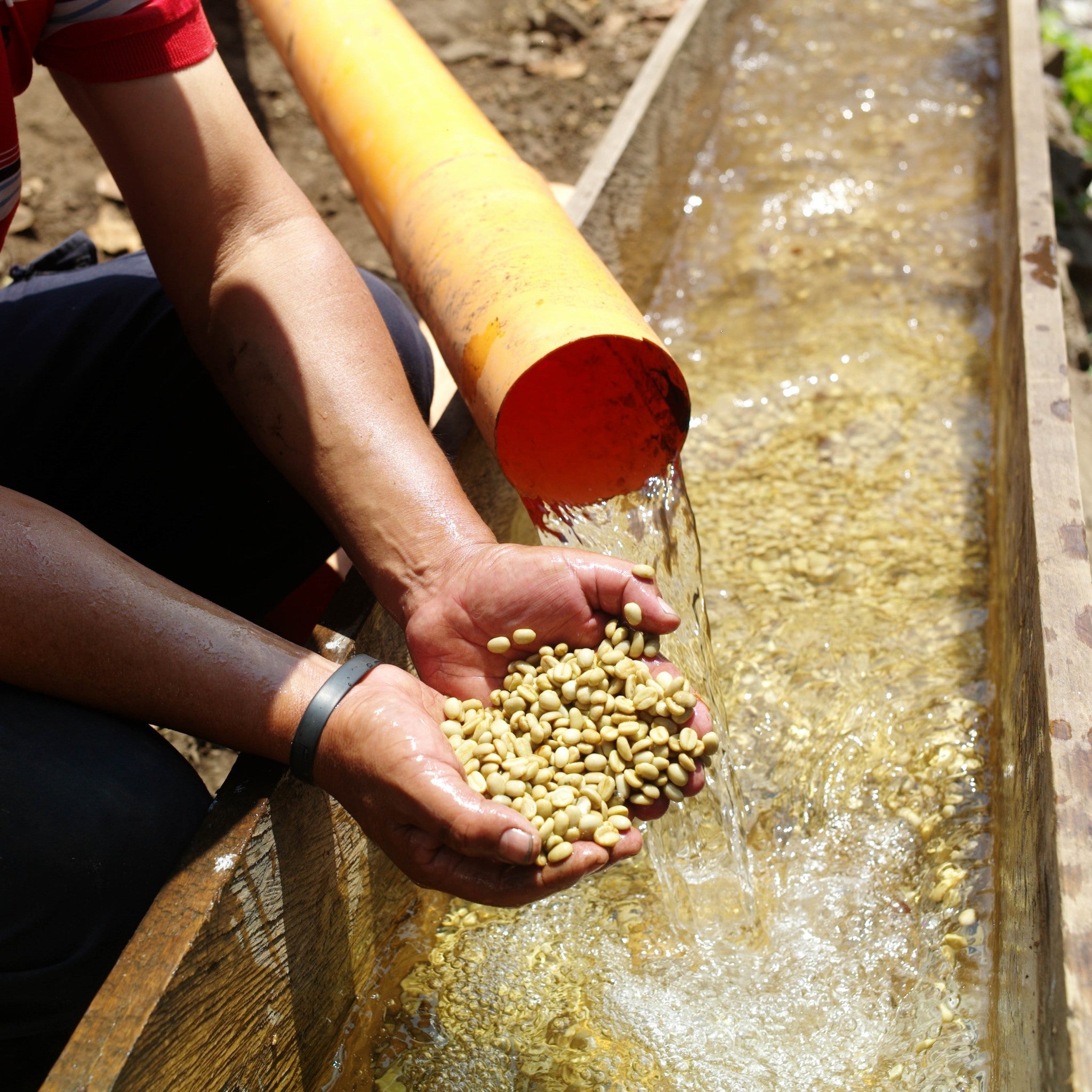 Two hands holding speciality coffee beans with water rushing out of a pipe behind