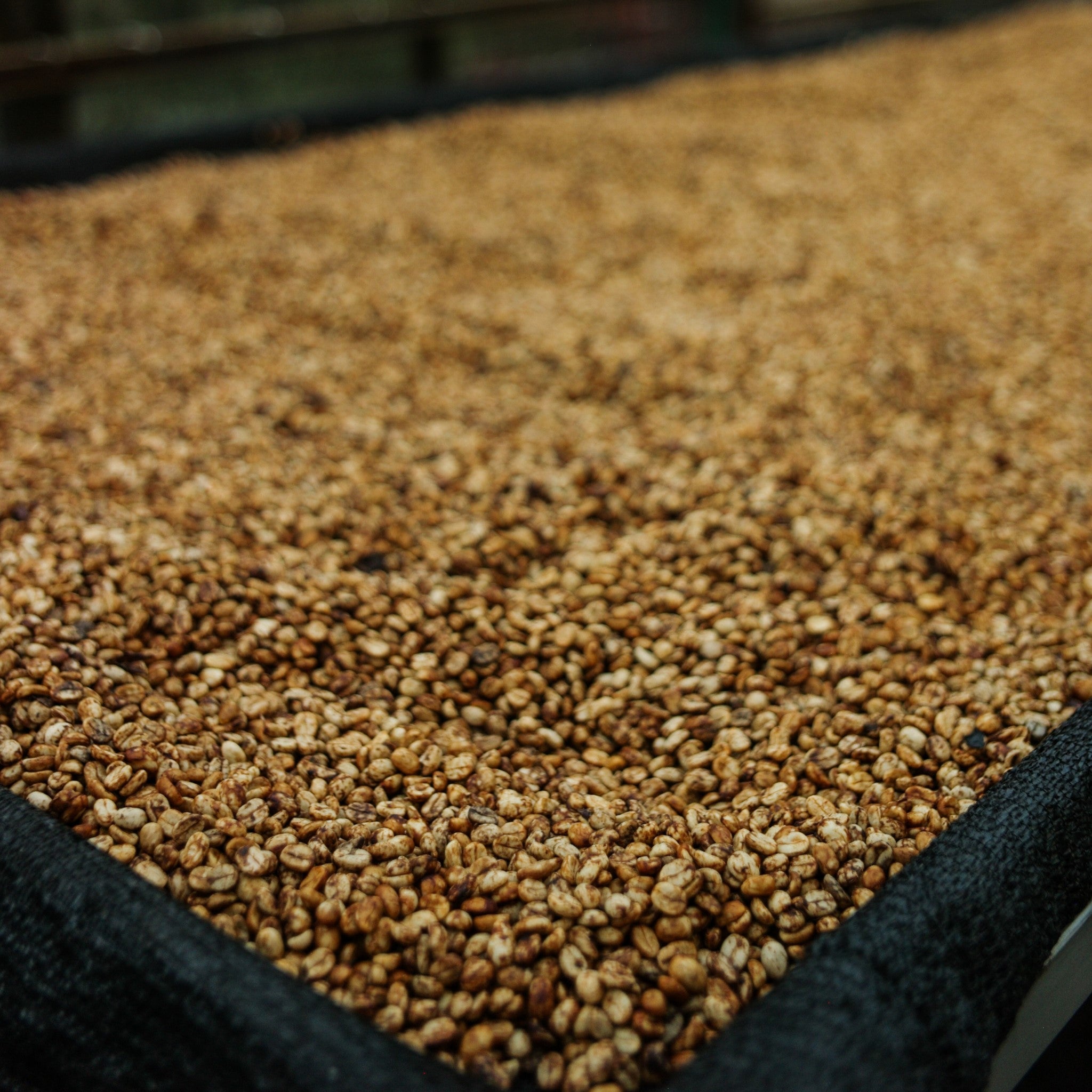Close up of honey processed speciality coffee drying on raised beds with only the foreground in focus