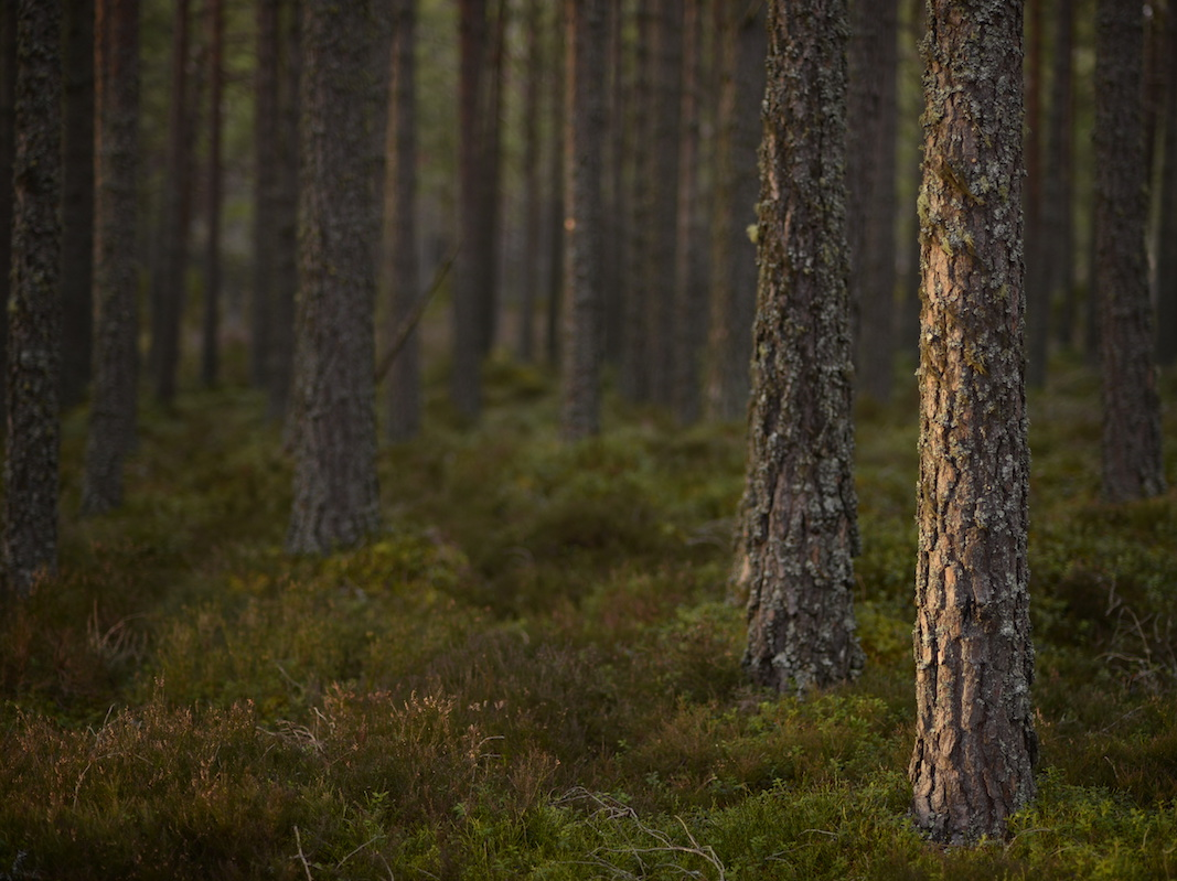 Mobile version of closeup of tree trunks in a forest with lichen covering the trunks