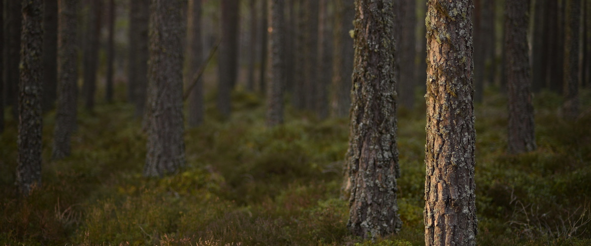 Closeup of tree trunks in a forest with lichen covering the trunks