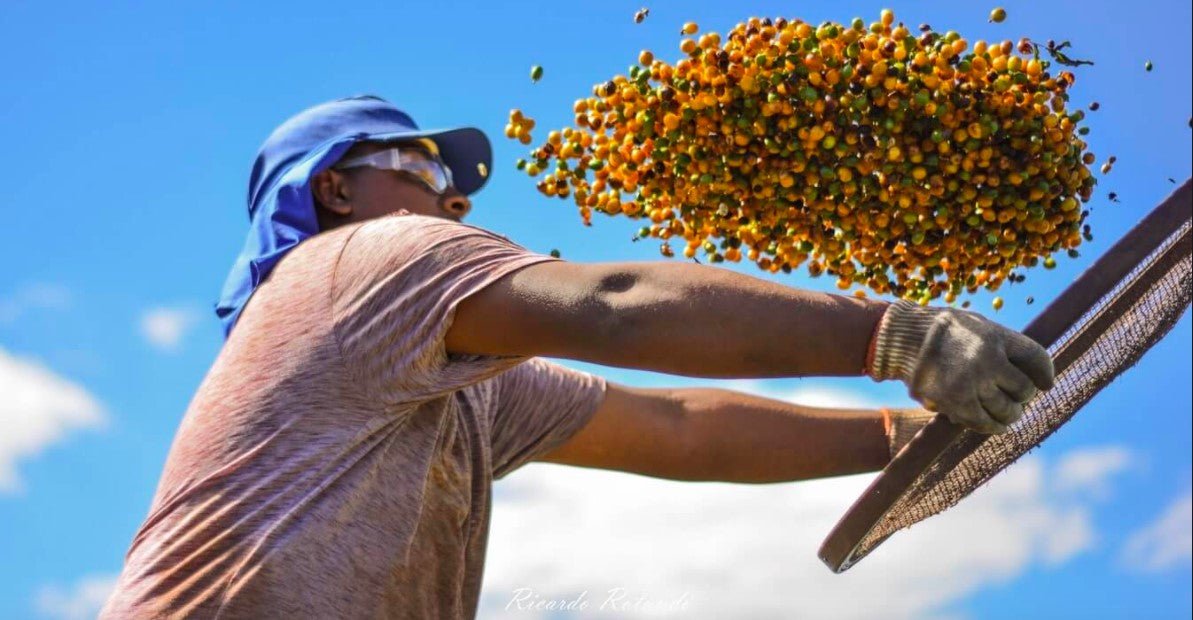 BRAZIL’S COFFEE HARVEST HIT BY DROUGHT AND FROST