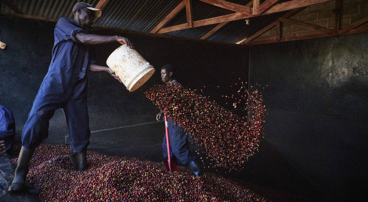 THE PERFECT LATE SUMMER COFFEE: KENYA KARANI AB