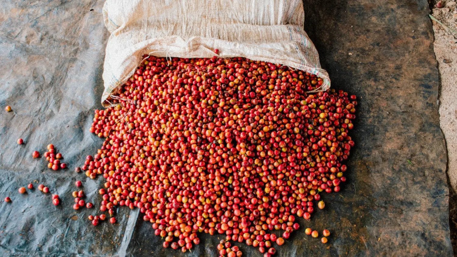 Blackcurrants in Your Cup With the New Kenya Kiandu AB