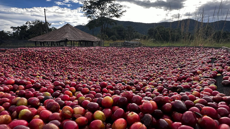 Sustainability, Quality, and Integrity from Zambia's Mount Sunzu
