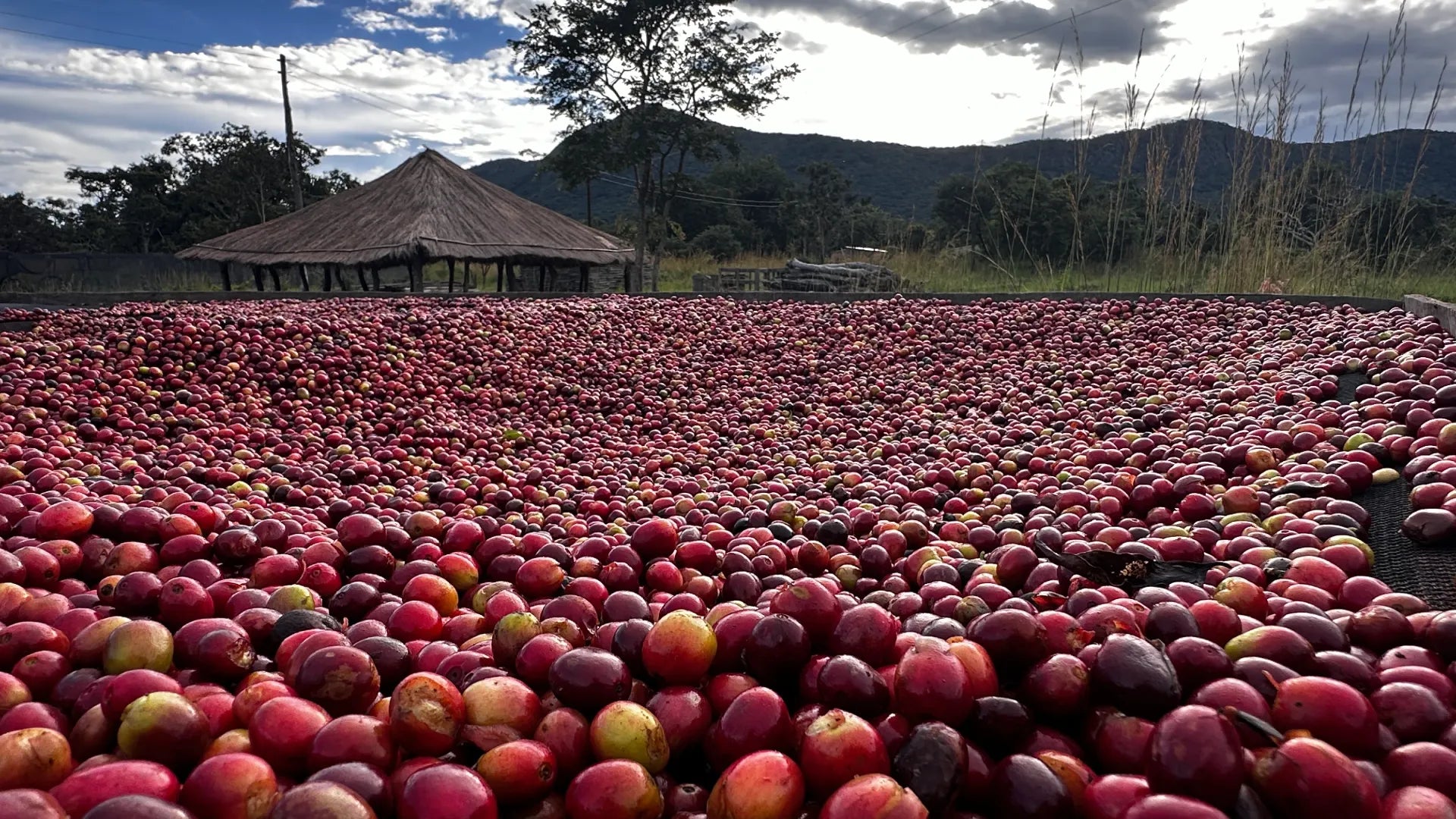 Sustainability, Quality, and Integrity from Zambia's Mount Sunzu