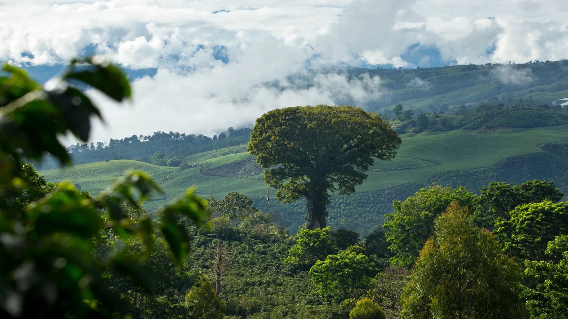 Direct Trade From a Carbon Neutral Coffee Farm