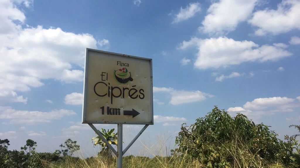 A Volcanic Coffee from El Salvador to Start the New Year