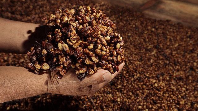 So What is Honey Processed Coffee?