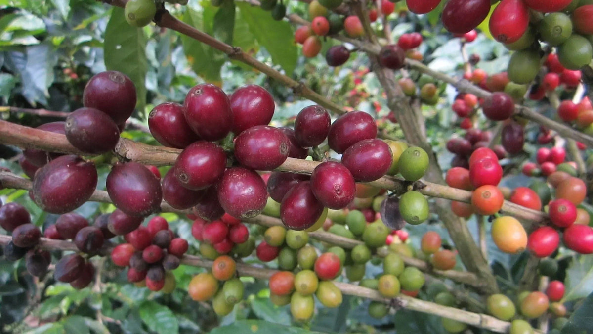 A Summery Coffee from Nicaragua