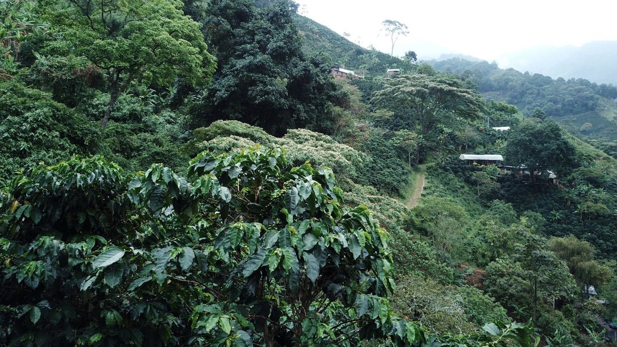 A Small but Mighty Coffee Region