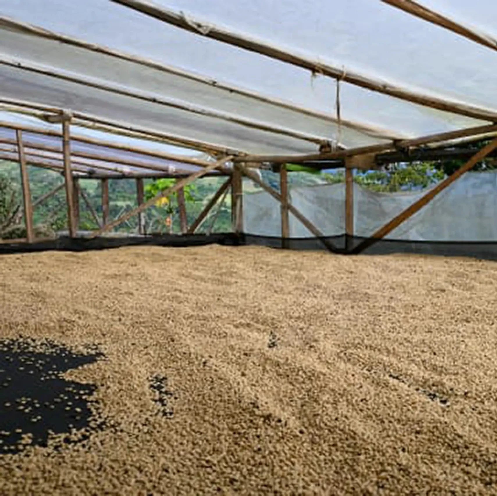 Coffee beans drying under shade