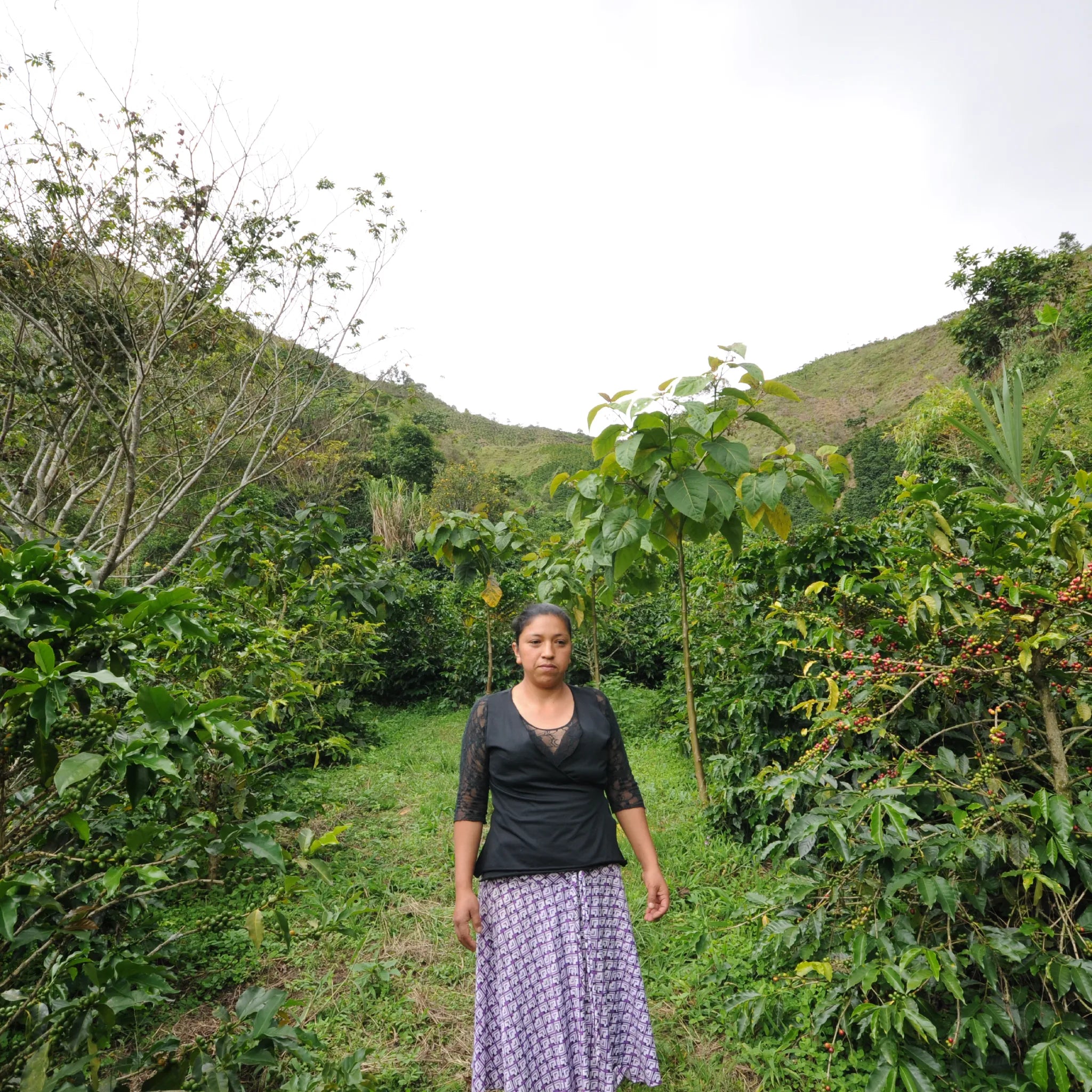 A farmer in Colombia, part of the group that grew Glen Lyon Coffee Roasters' Colombia Andino speciality coffee, poses amongst their coffee trees
