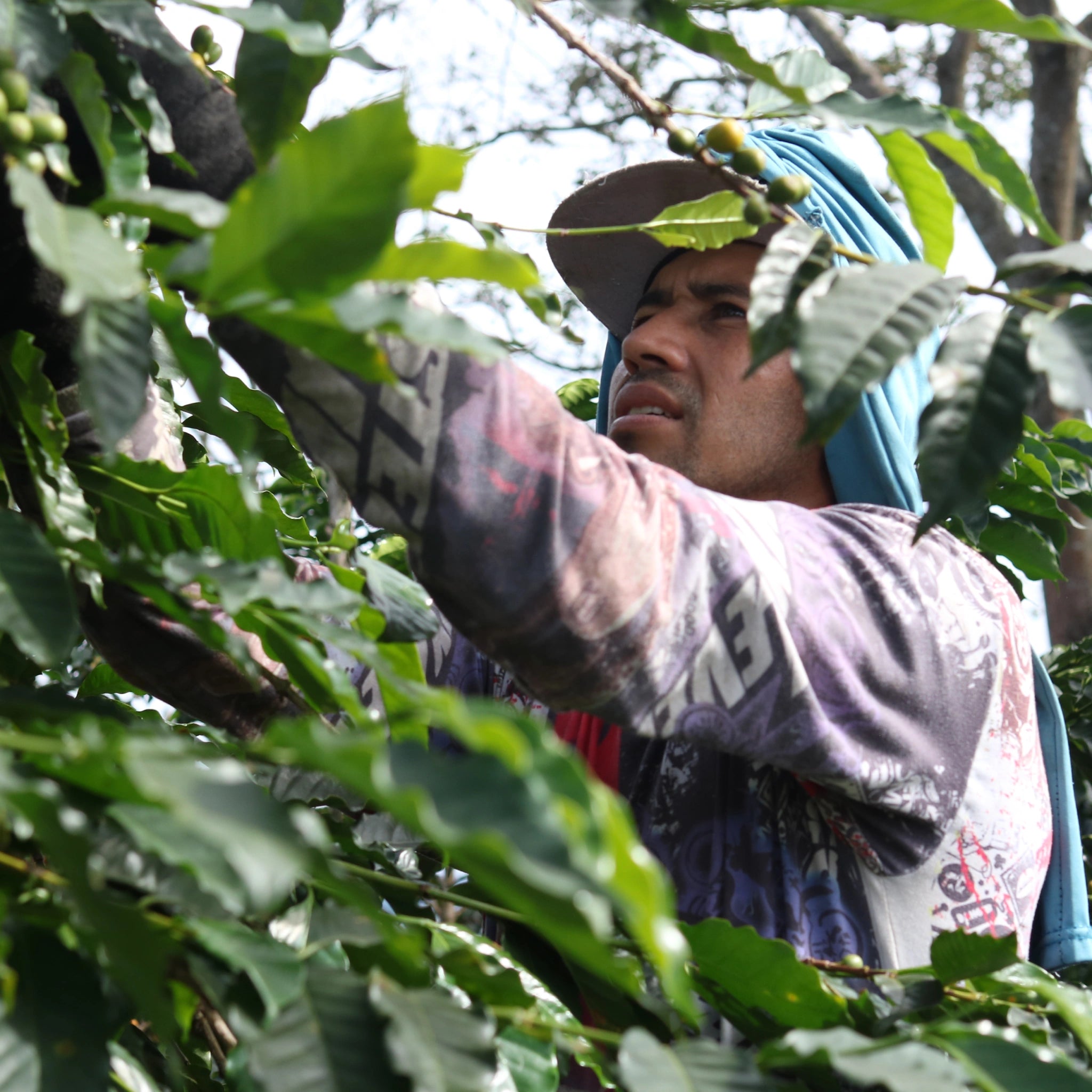 Close up of a farm worker in Colombia picking coffee on one of the farms that grew Glen Lyon Coffee Roasters' Colombia Andino speciality coffee.