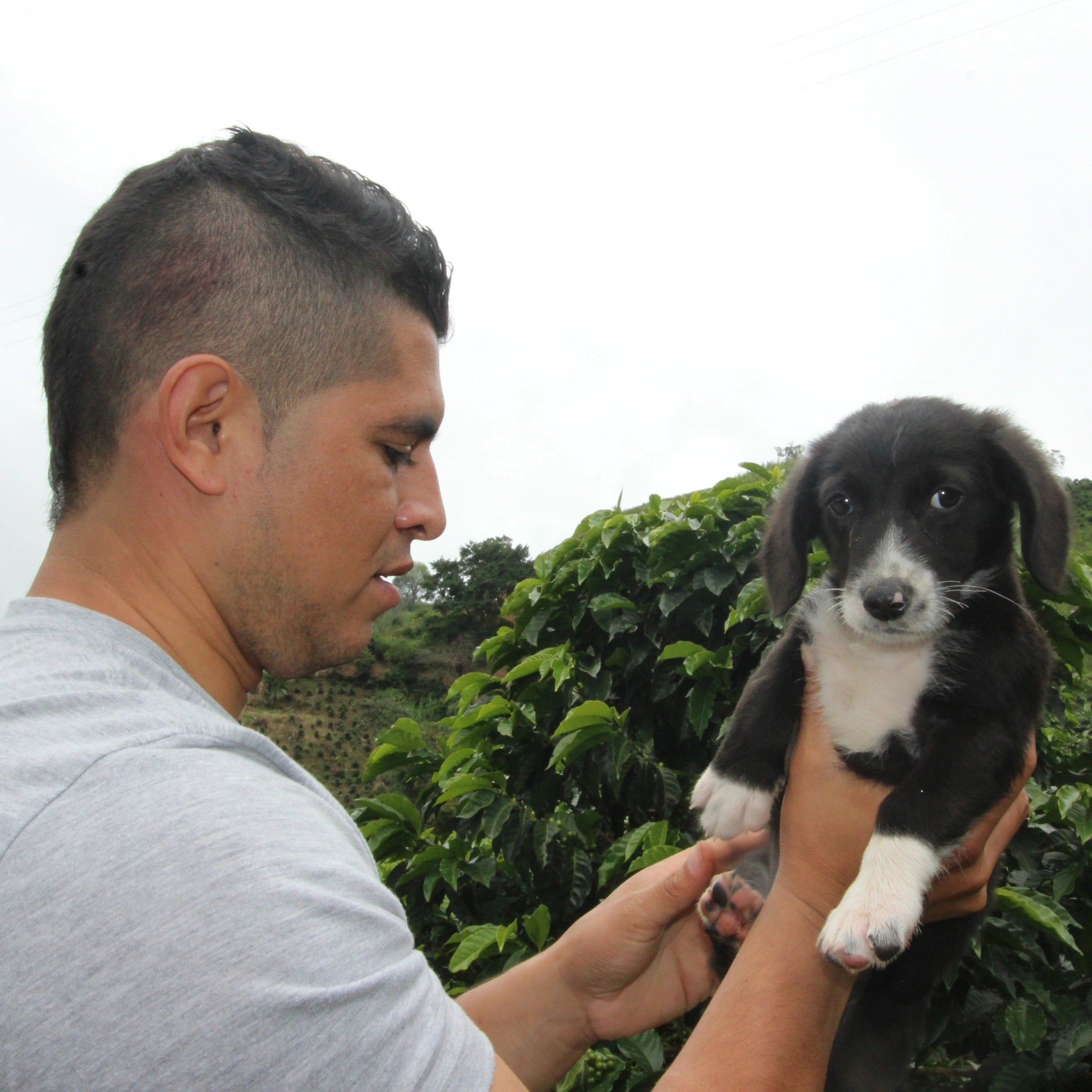 A farmer in Colombia, part of the group that grew Glen Lyon Coffee Roasters' Colombia Andino speciality coffee, holds up an unimpressed-looking puppy to the camera
