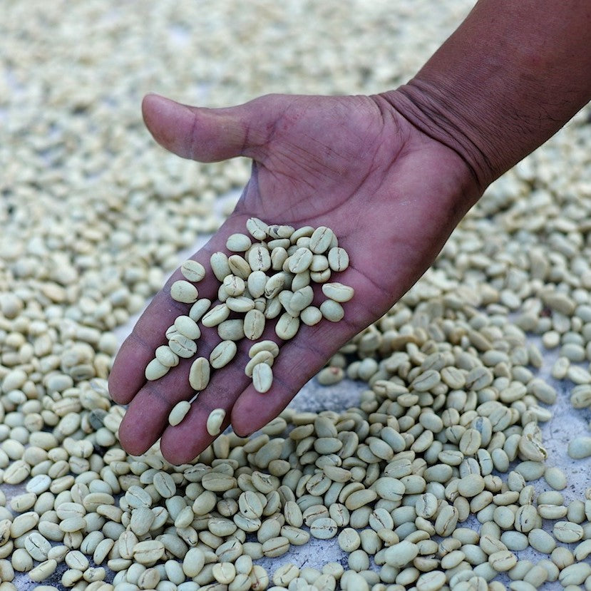 Closeup of a hand showing drying green coffee beans to the camera