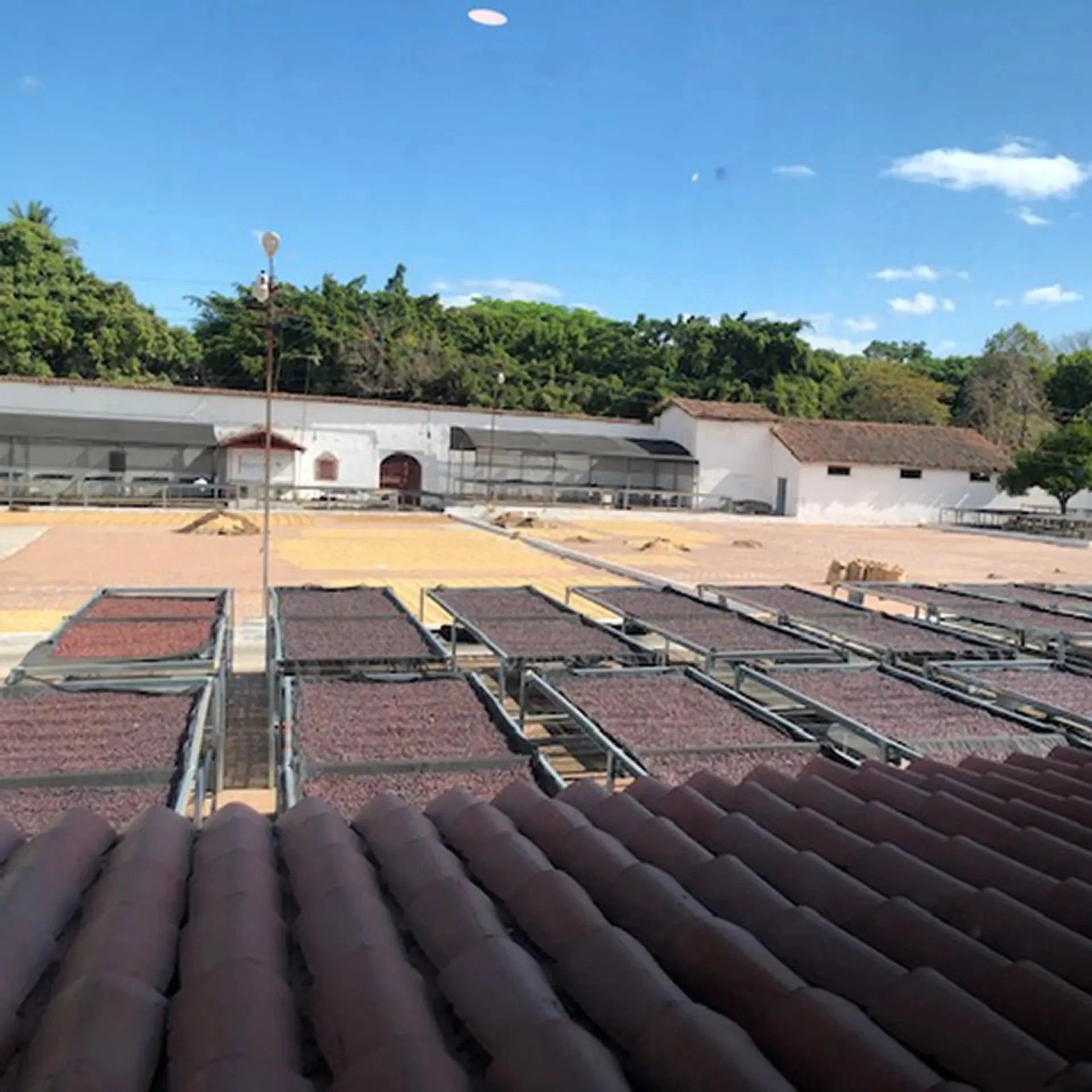 Coffee drying tables from a rooftop perspective