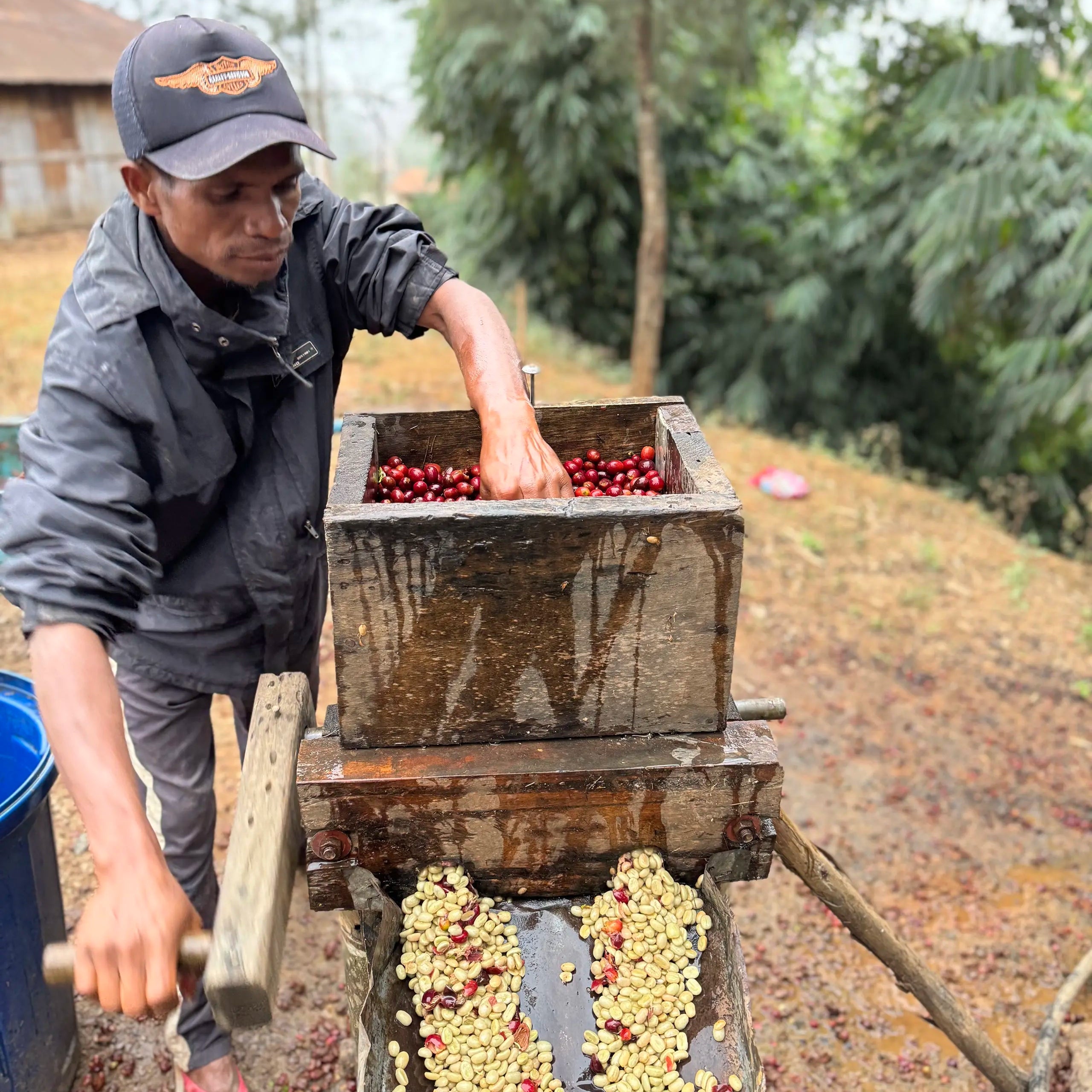 Man de-pulping coffee cherries with a wooden hand-spun machine