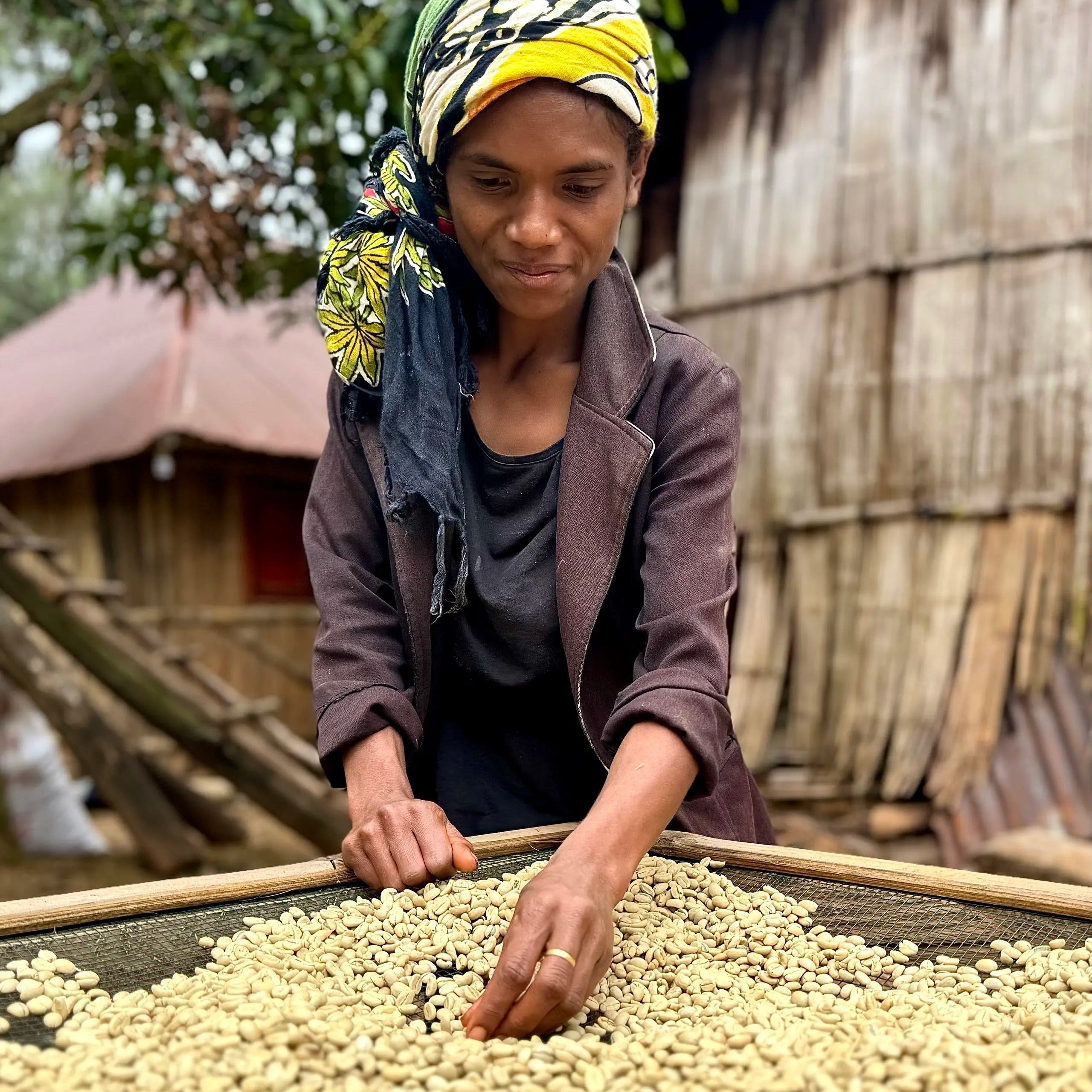 Woman spreading out green coffee beans on a tray