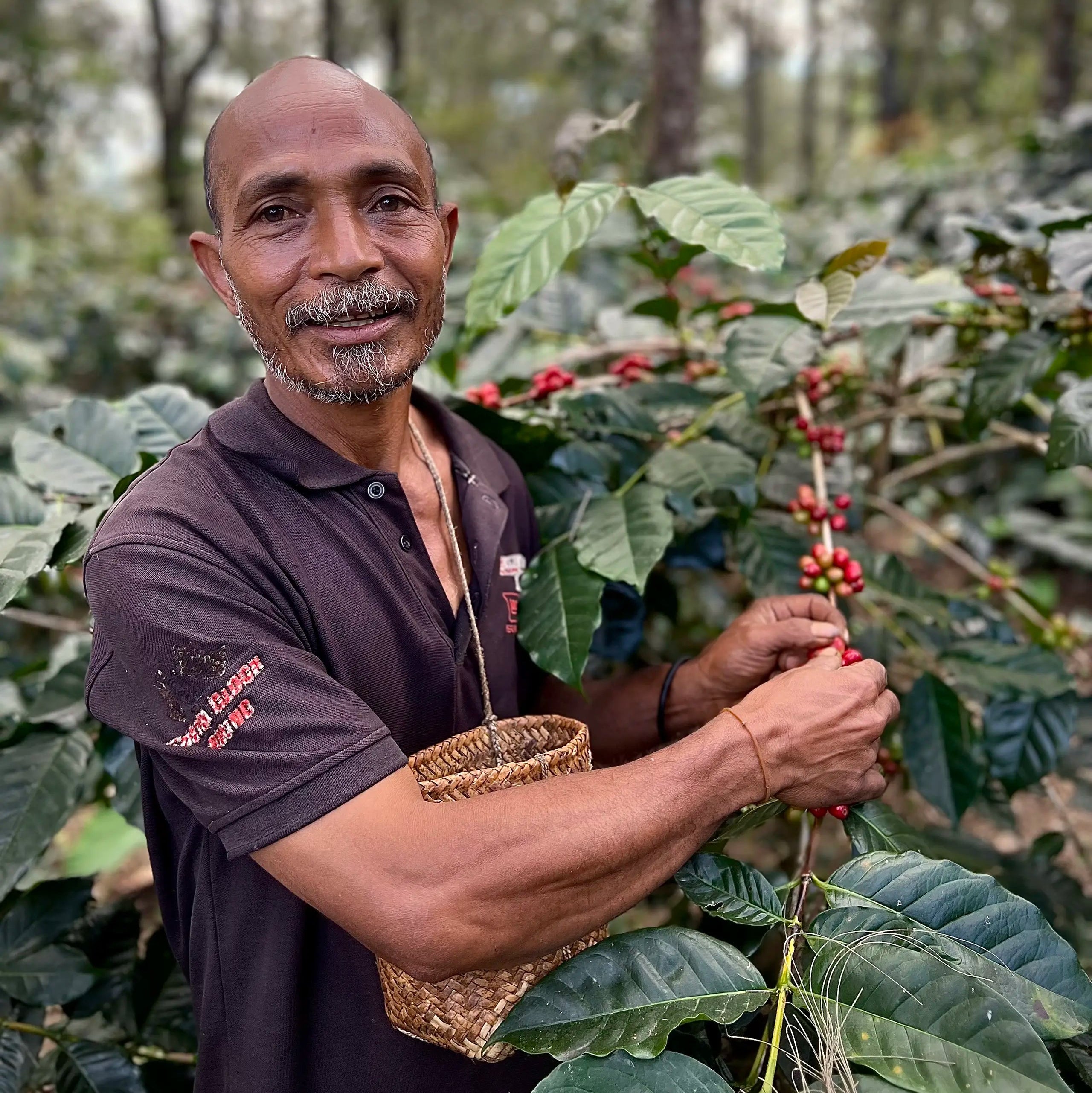 Man picking coffee cherries surrounded by coffee trees