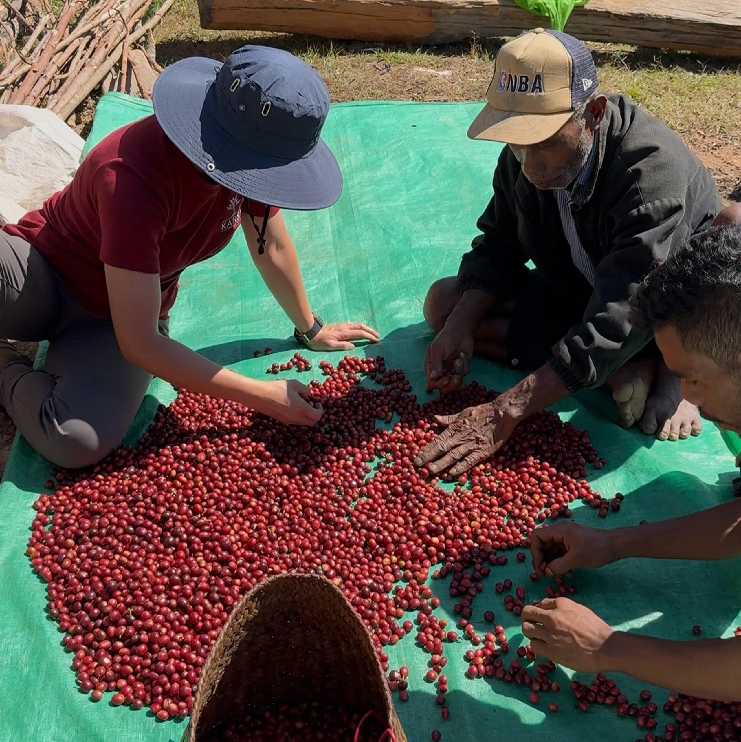 Three people looking at coffee cherries sitting on a green tarp