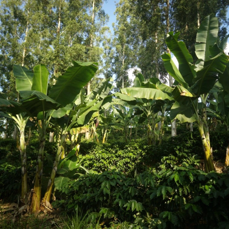 A closer view of the agroforestry speciality coffee project at Fazenda do Lobo in Brazil showing banana and other shade trees covering the coffee plants