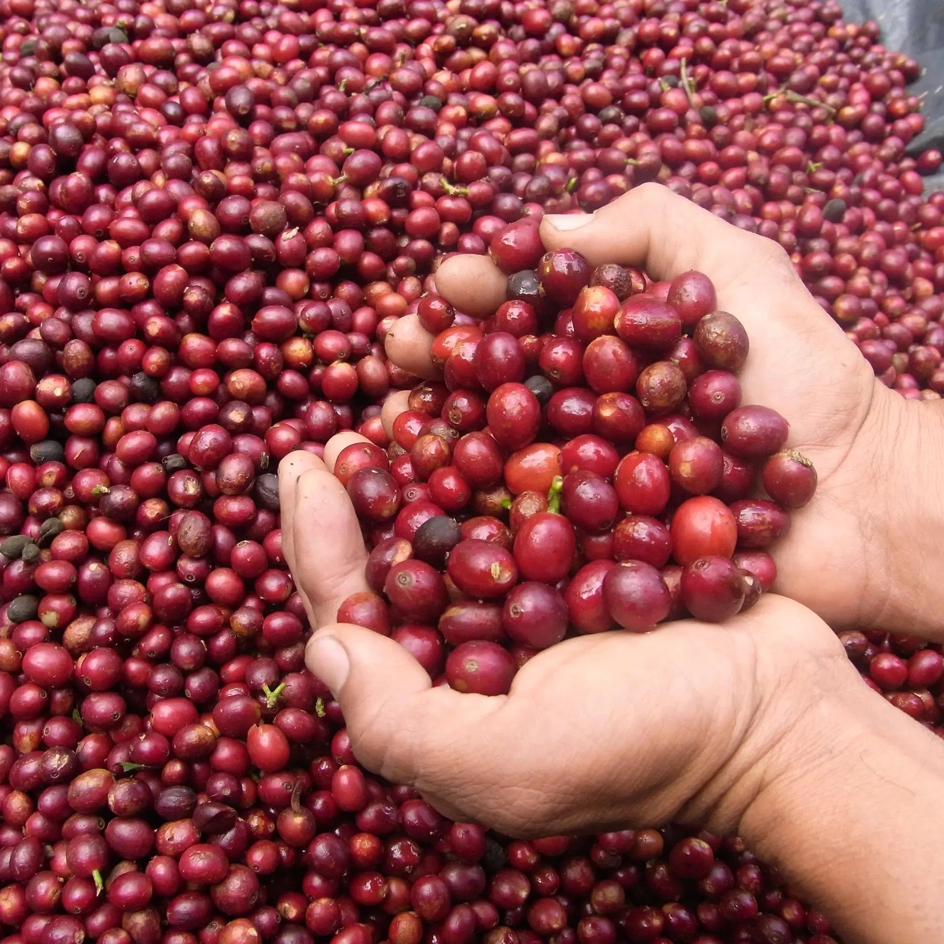 Cupped hands holding red coffee cherries