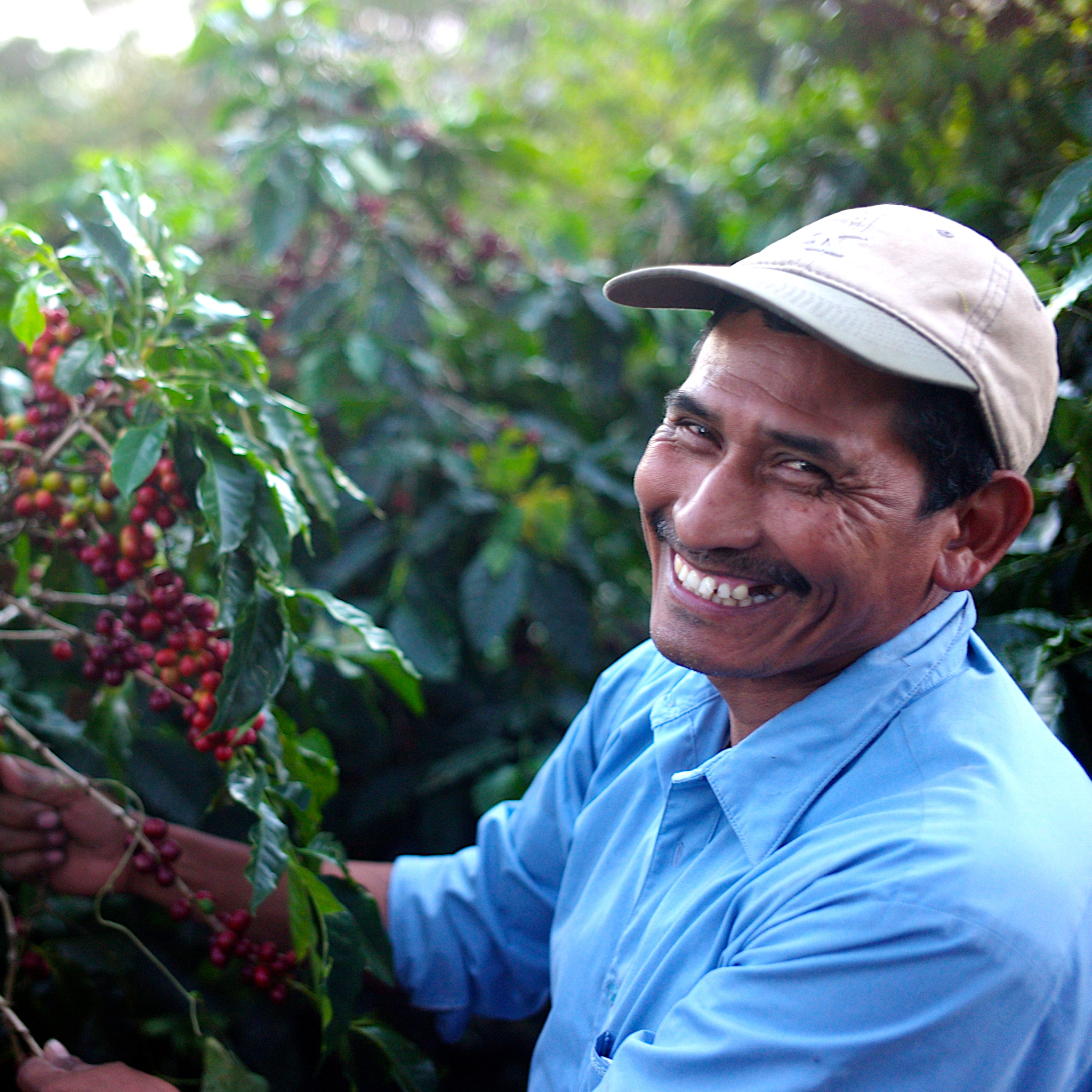 Close up of a smiling worker picking coffee in Guatemala