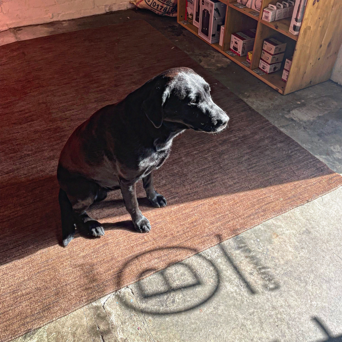 A black labrador sits in the sun inside the Glen Lyon Coffee roastery with the B Corp logo casting a shadow on the floor
