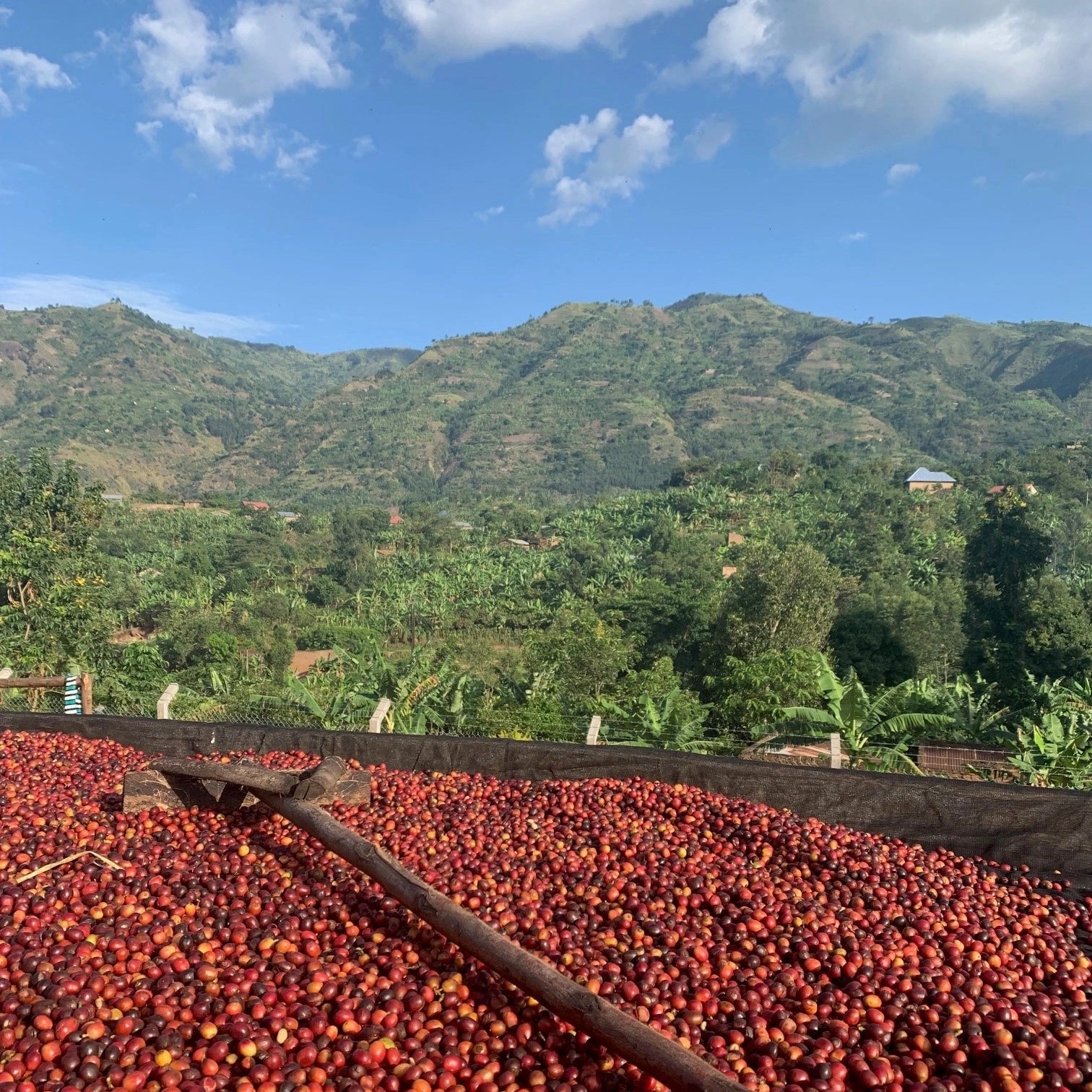 Ripe red speciality coffee cherries drying in the sun with the mountains of Uganda in the background
