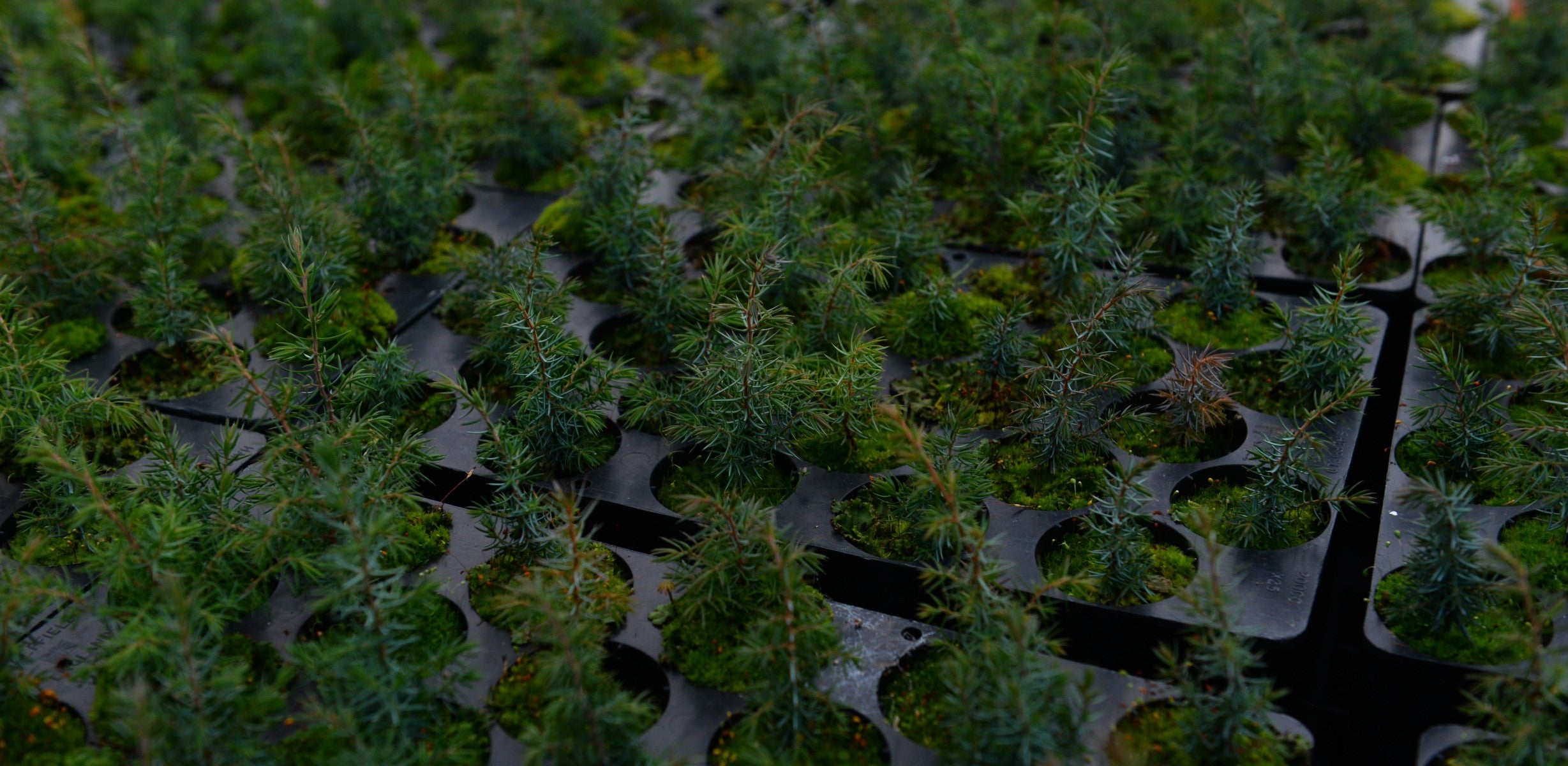 Close up of pine tree seedlings in plastic trays