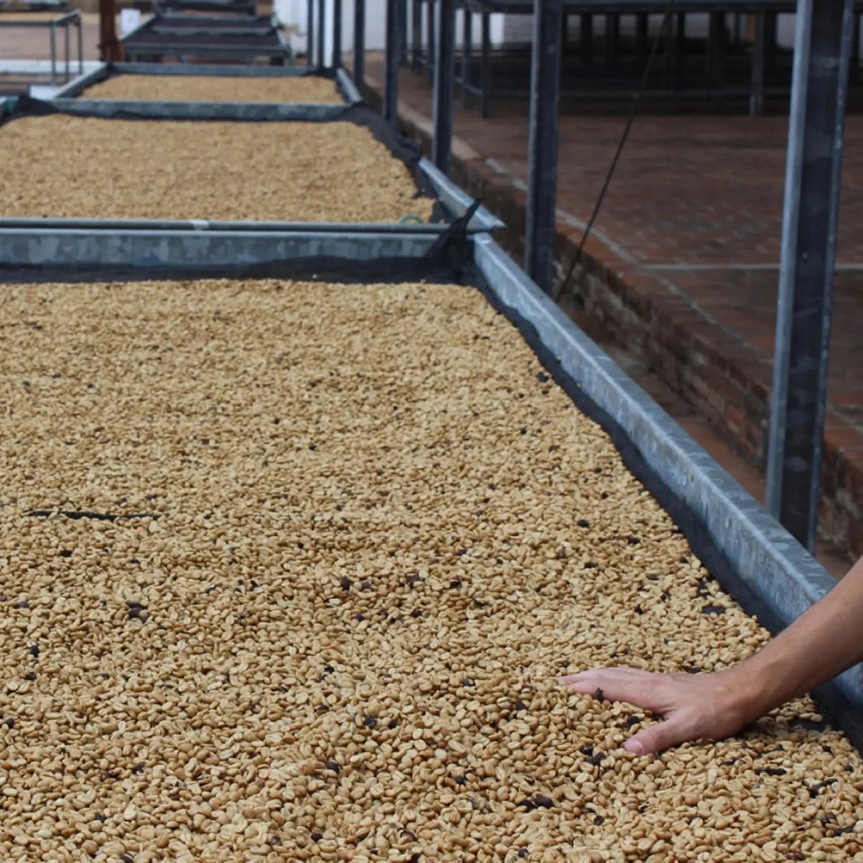 Hand in coffee on drying tables.