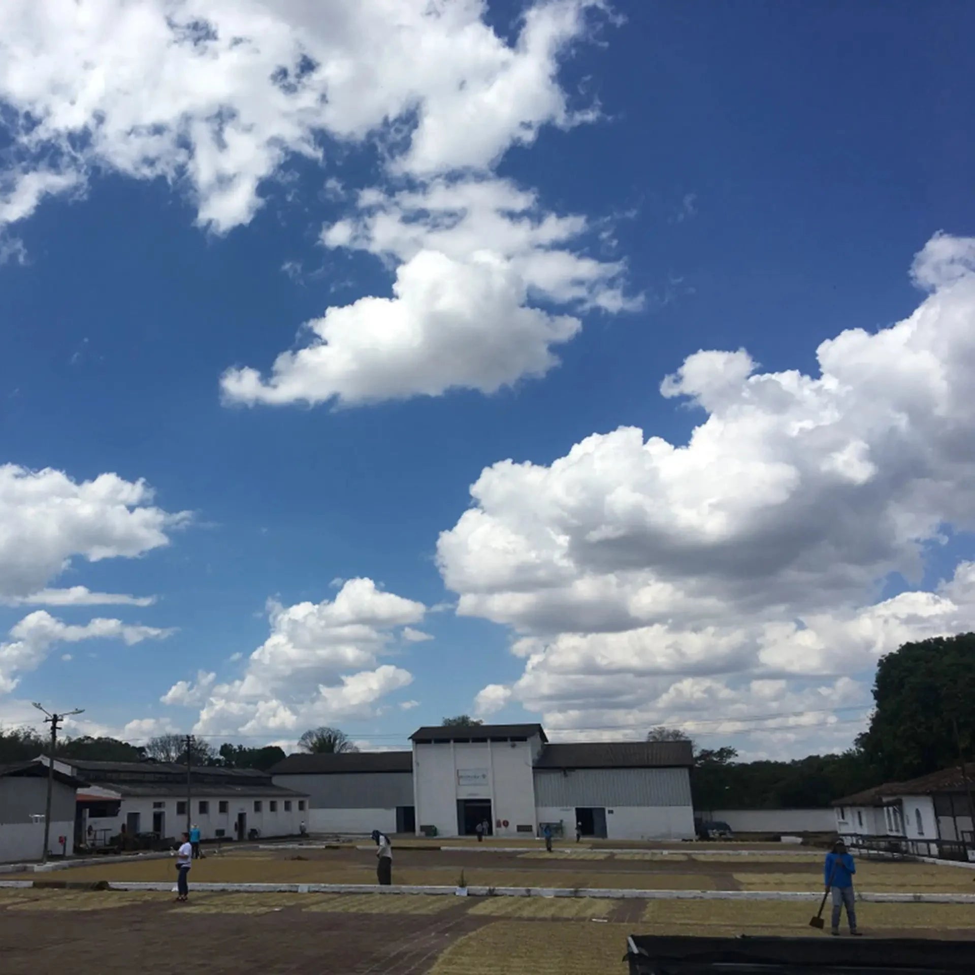 Coffee being laid out to dry by workers on the ground 