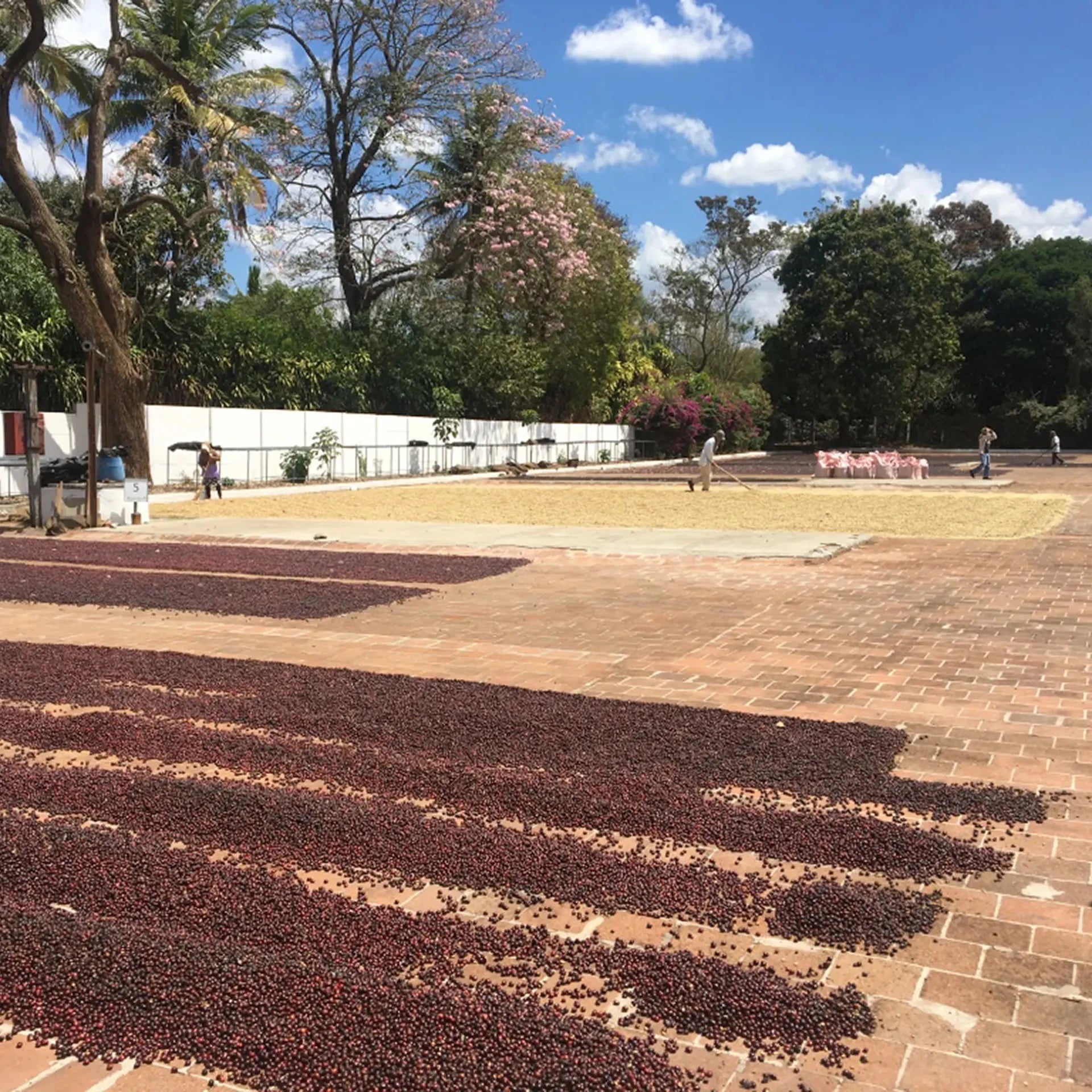 Coffee cherries laid out to dry on a patio